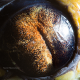 Illustration for article titled The eyes of animals look a lot like alien worlds